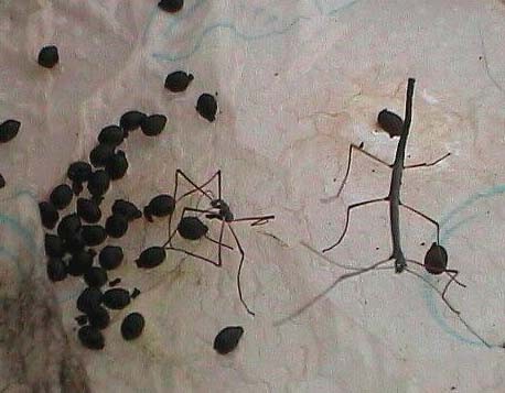 PSG 230 Lonchodiodes samarensis first instar Copyright © Gerard Joly