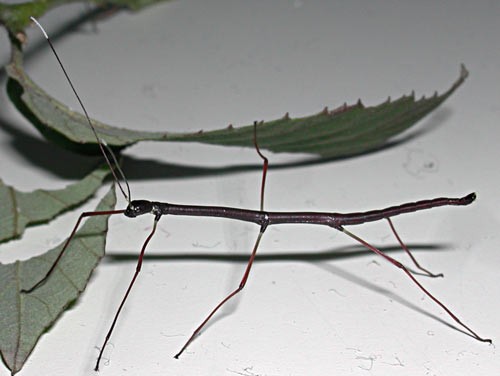 PSG 230 Lonchodiodes samarensis nymphby Viera Vodrazkova