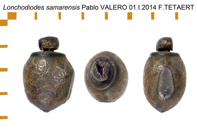 PSG 230 Lonchodiodes samarensis ova