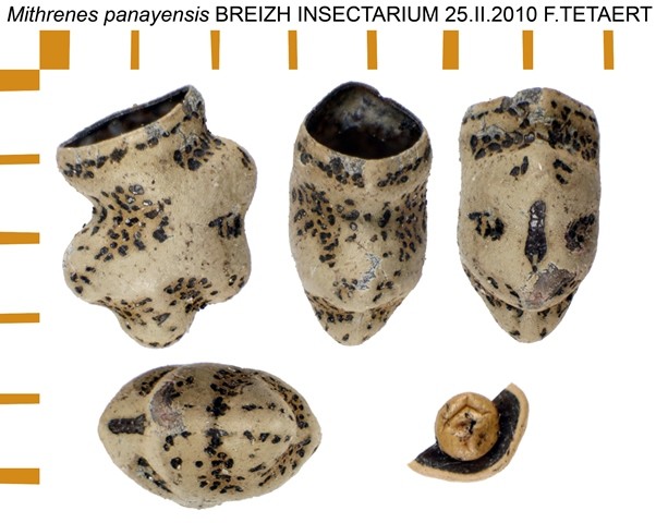 PSG 232 Mithrenes panayensis ova