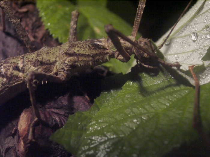 PSG 235 Brasidas samarensis adult female2