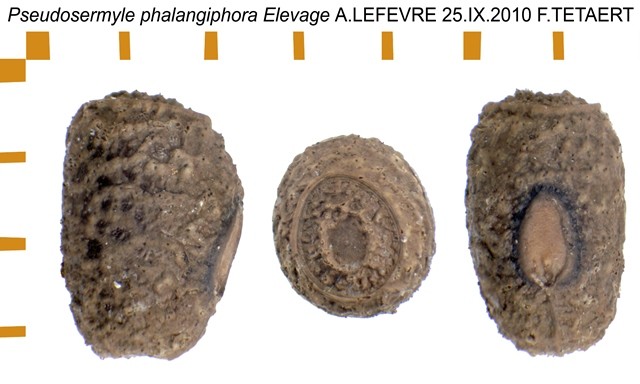 PSG 237 Pseudosermyle phalangiphora ova