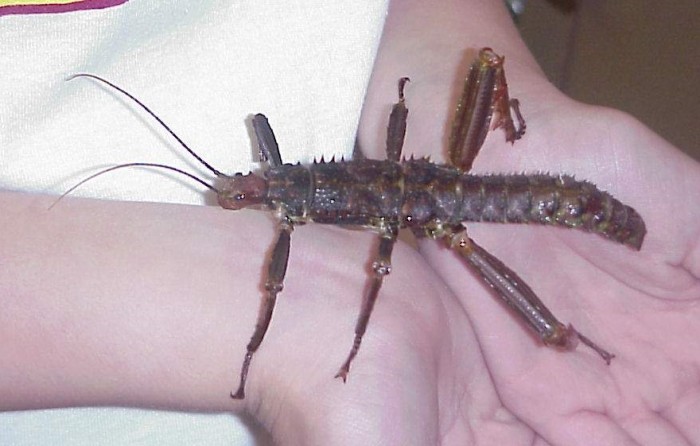 PSG 23 Eurycantha calcarata male Copyright © GC of Sticktalk