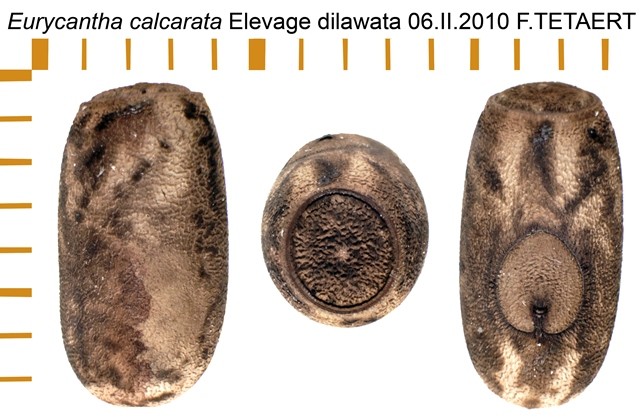 PSG 23 Eurycantha calcarata ova