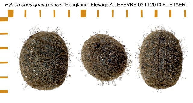 PSG 248 Pylaemenes guangxiensis ova