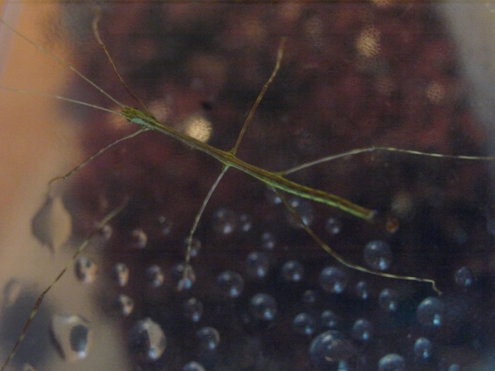 PSG 250 Bacteria ferula