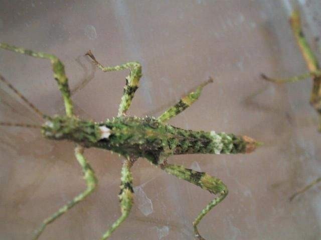 PSG 255 Trachyaretaon brueckneri female nymph1