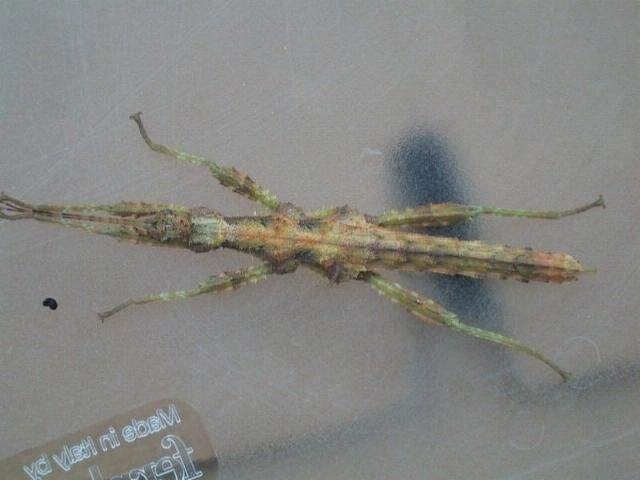 PSG 255 Trachyaretaon brueckneri female nymph2