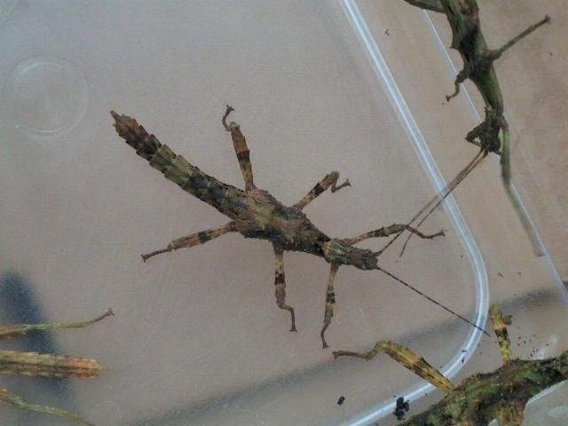 PSG 255 Trachyaretaon brueckneri female nymphs