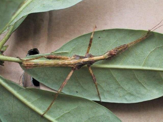 PSG 255 Trachyaretaon brueckneri male nymph