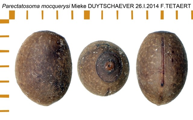 PSG 258 Parectatosoma mocquerysi ova