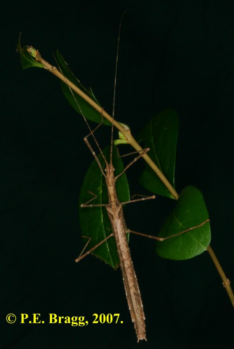 PSG 264 Pseudophasma velutinum F1