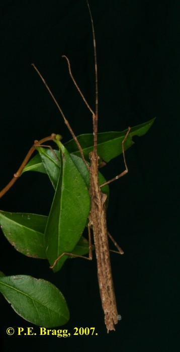 PSG 264 Pseudophasma velutinum F2
