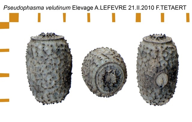 PSG 264 Pseudophasma velutinum ova