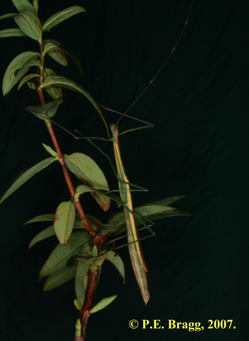 PSG 267 Asceles sp F1