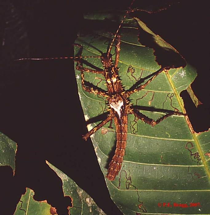 PSG 26 Haaniella echinata adult male