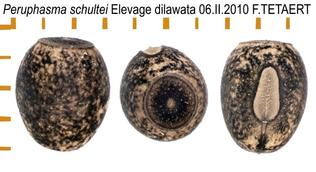 PSG 270 Peruphasma schultei ova