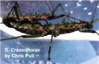 PSG 272 Spinohirasea bengalensis (formerly S crassithorax) Copyright © Chris Pull