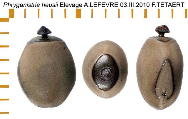 PSG 277 Phryganistria heusii ova