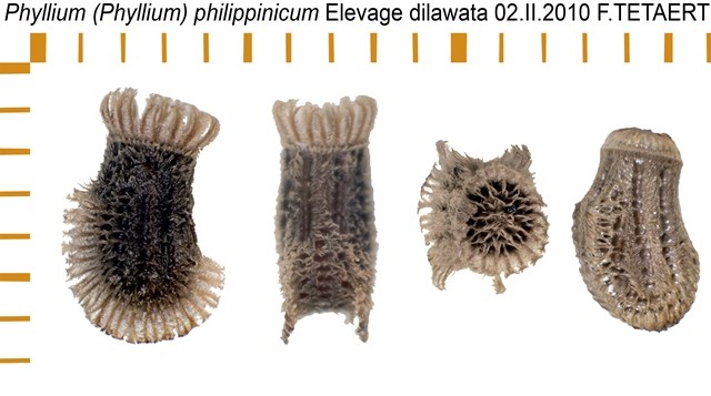 PSG 278 Phyllium philippinicum ova