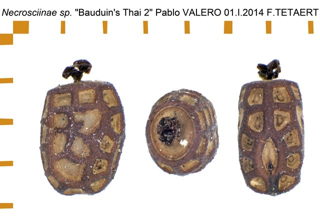 PSG 279 Necrosciinae sp Bauduins Thai 2 ova