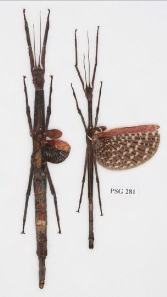PSG 281 Pterinoxylus crassus Kirby 1899