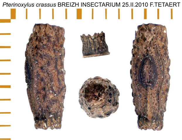 PSG 281 Pterinoxylus crassus ova