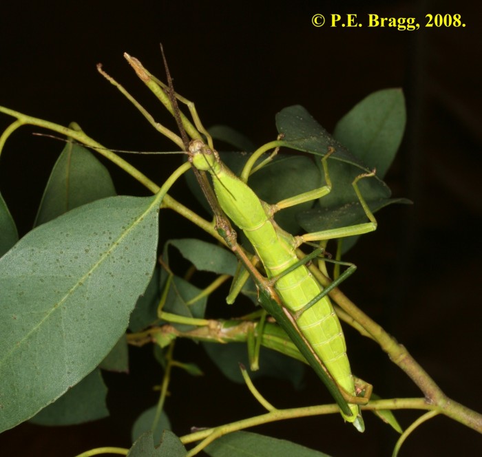 PSG 283 Diapherodes venustula 2