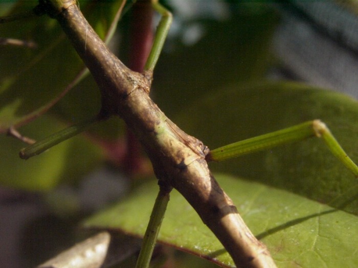 PSG 286 Monandroptera acanthomera nymph