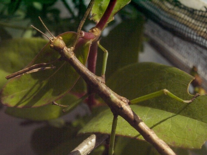 PSG 286 Monandroptera acanthomera nymph2