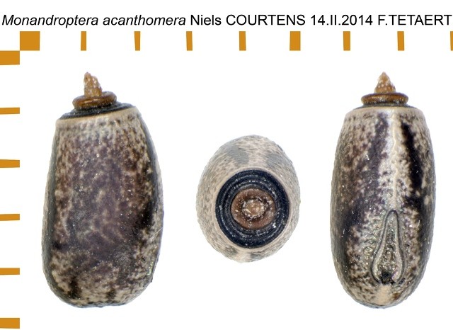 PSG 286 Monandroptera acanthomera ova