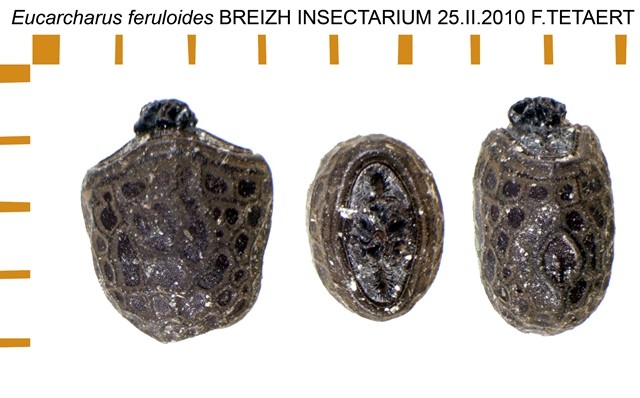 PSG 287 Eucarcharus feruloides ova