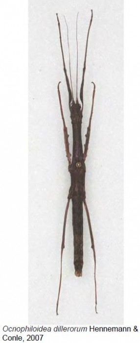 PSG 289 Ocnophiloidea dillerorum