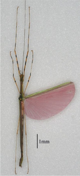 PSG 290 Necroscia annulipes