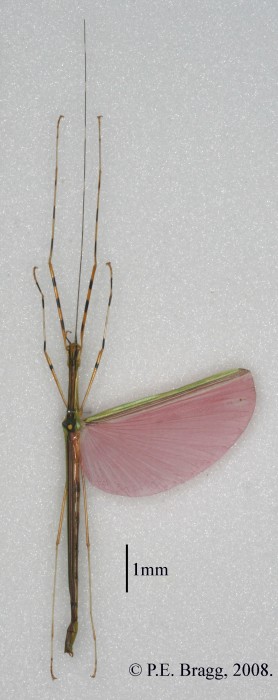 PSG 290 Necroscia annulipes Gray Male PEB 2405