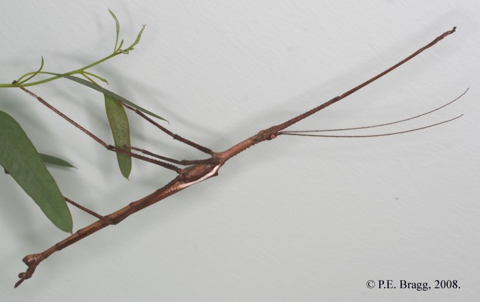 PSG 292 Anchiale stolli Sharp 1898 Male 2