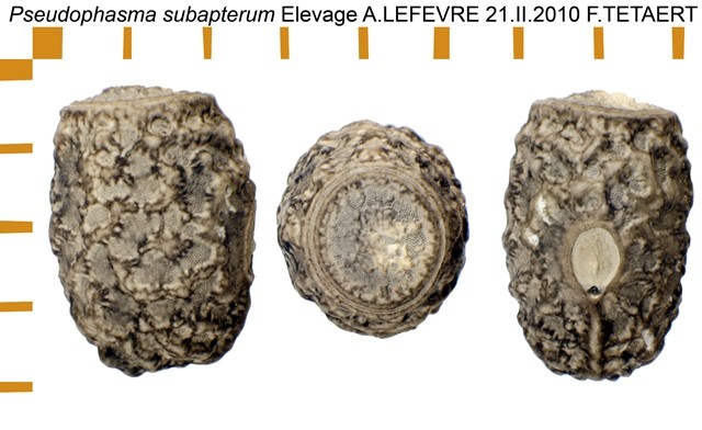 PSG 299 Pseudophasma subapterum ova