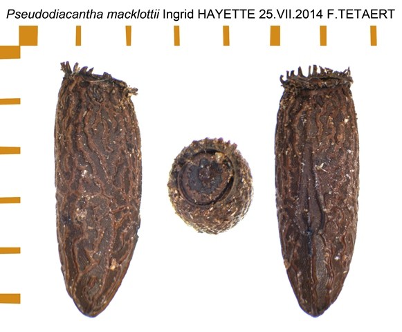 PSG 2 Pseudodiacantha macklottii ova