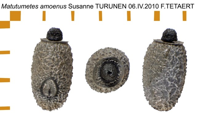 PSG 302 Matutumetes amoenus ova
