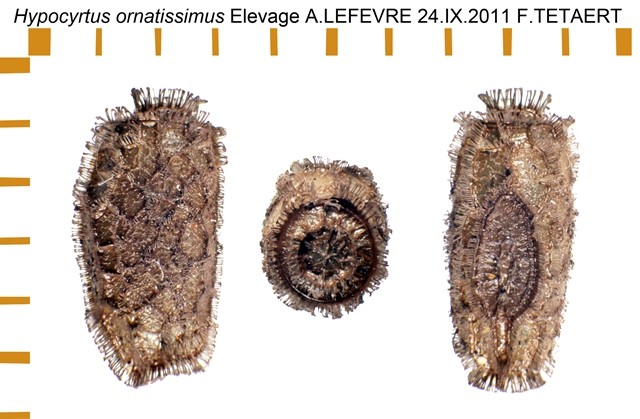 PSG 307 Hypocyrtus ornatissimus ova