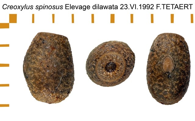 PSG 31 Creoxylus spinosus ova