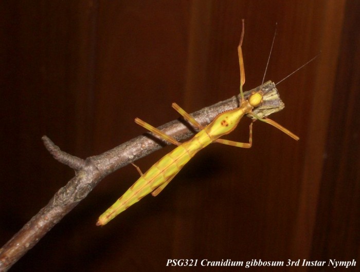 PSG 321 Cranidium gibbosum nymph Copyright © Tony James