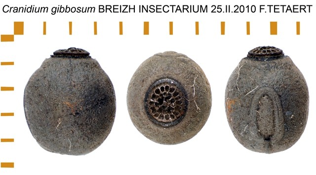 PSG 321 Cranidium gibbosum ova