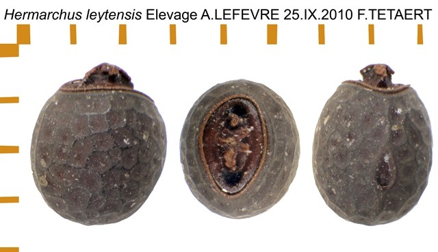 PSG 325 Hermarchus leytensis ova