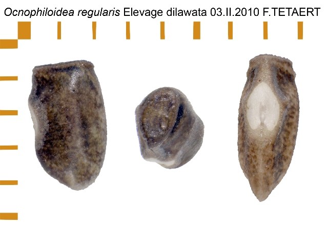 PSG 32 Ocnophiloidea regularis ova