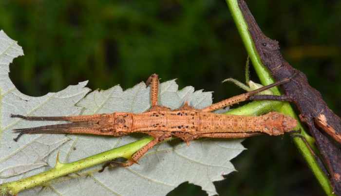PSG 331 Dares philippinensis male Copyright © Paul Brock