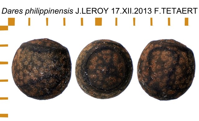 PSG 331 Dares philippinensis ova