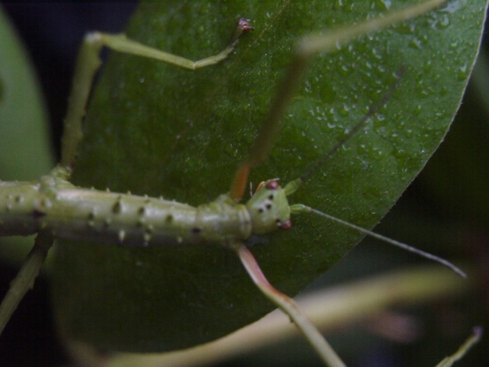 PSG 33 Acanthoxyla intermedia adult female