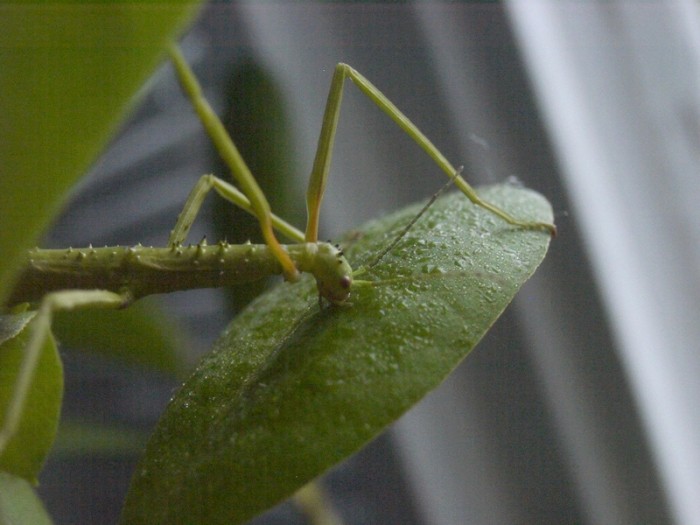 PSG 33 Acanthoxyla intermedia adult female