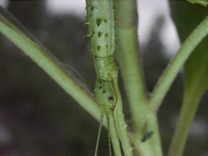 PSG 33 Acanthoxyla intermedia adult female